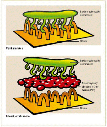 tabulka