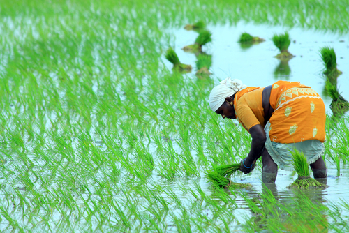 indian farmer