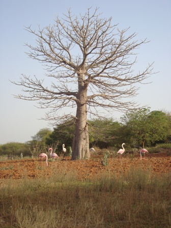 baobab